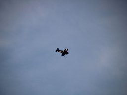 fliegen0803 23